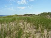 dune-sand-beach-seashore-grass-469405.jpg