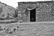 dog-farm-boy-home-house-poor-60768.jpg