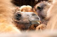 camel-animal-morocco-mammal-751715.jpg