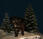 wolf-night-starry-sky-stars-57795.jpg