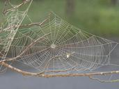 spider-web-dew-pattern-insect-617754.jpg