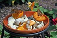 fruit-butterfly-spring-orange-1020954.jpg