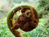 fern-plant-garden-nature-tree-fern-1393345.jpg