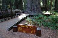 Founders Tree - Humboldt Redwoods State Park - DSC02487.JPG