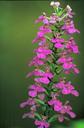 Purple fringeless orchid flower habenaria peramoena.jpg