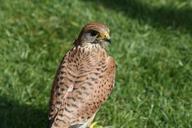 kestrel-falcon-bird-wild-animal-1037532.jpg