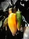 chili-chili-peppers-yellow-sharp-1030052.jpg