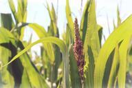 corn-cornfield-leaves-green-field-880493.jpg