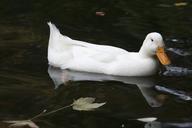 duck-white-pond-nature-647623.jpg