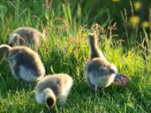 geese-bird-young-nature-goose-459829.jpg