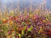 cranberry-autumn-bog-shrubs-bushes-697037.jpg