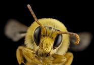 bee_species_cutout_antennae,_m,_mexico,_face_2014-08-08-11.50.35_ZS_PMax.jpg