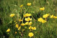 flowers-buttercup-meadow-344763.jpg