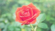 red-rose-flower-698526.jpg