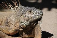 iguana-dragon-reptile-animal-244258.jpg