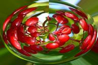 cherries-fruit-garden-red-tree-70810.jpg