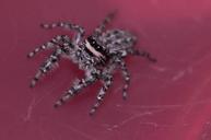 jumping-spiders-insect-macro-spider-1180815.jpg