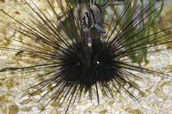 aquarium-sea-urchin-fish-sea-water-603628.jpg