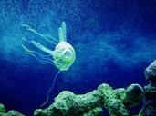 jellyfish-blue-aquarium-animal-167009.jpg