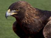 falcon-saker-bird-raptor-beak-666714.jpg