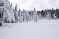 cold-december-forest-frost-frozen-1122722.jpg