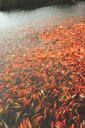 koi-fish-fish-pond-water-carp-386048.jpg