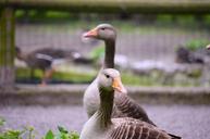 geese-animal-zoo-bird-nature-400365.jpg