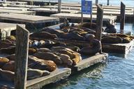 sea-lion-animal-marine-wildlife-1053349.jpg