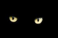 eyes-cat-halloween-black-luck-bad-218185.jpg