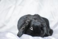 bunny-rabbit-t%C3%B6rpeny%C3%BAl-cute-1078251.jpg