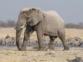 elephant-etosha-namibia-700826.jpg