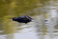 alligator-head-eye-wildlife-nature-1086027.jpg