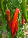 pepper-vegetable-plants-field-351008.jpg