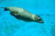 sea-lion-swimming-zoo-wildlife-840790.jpg