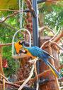 parrots-aras-blue-1007466.jpg