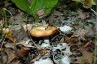 mushroom-fungi-forest-998191.jpg