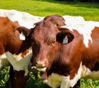 cows-grass-brown-white-cow-559667.jpg