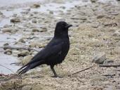 raven-black-beach-sand-bird-330750.jpg