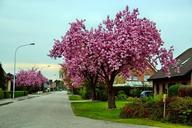 ornamental-cherry-road-tree-1102597.jpg