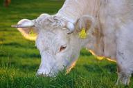 happy-cows-beef-milk-cow-cows-263766.jpg