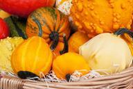 agriculture-autumn-colorful-crop-72221.jpg