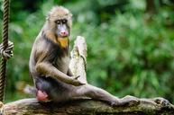 mandrill-primate-monkey-wildlife-1106533.jpg