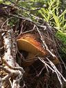 fungus-mushrooms-autumn-nature-113813.jpg