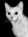 cat-white-black-and-white-968582.jpg