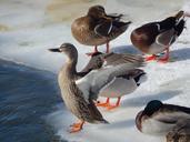 ducks-winter-wildlife-outside-349571.jpg