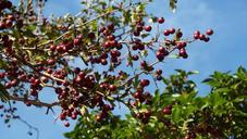 berries-sky-trees-scenery-natural-217774.jpg