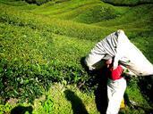 tea-plantation-tea-farm-tea-261514.jpg