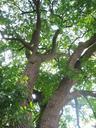 trees-shrubs-leaves-branches-nature-649817.jpg