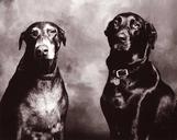 dogs-black-and-white-portrait-1263962.jpg