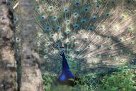 peacock-bird-animals-nature-wheel-455430.jpg